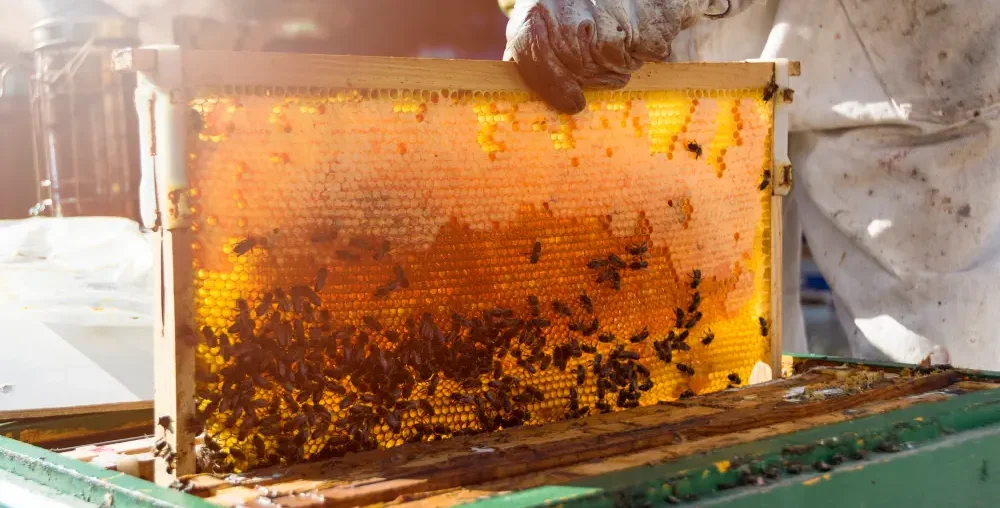 Organic farms avoid toxic inputs, improve soil health, grow clean, sustainable food that supports nature.