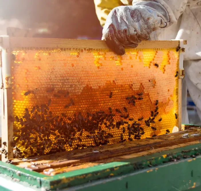 Organic farms avoid toxic inputs, improve soil health, grow clean, sustainable food that supports nature.