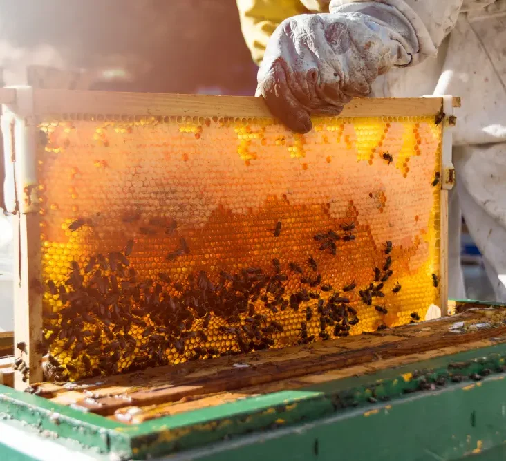 Organic farms avoid toxic inputs, improve soil health, grow clean, sustainable food that supports nature.