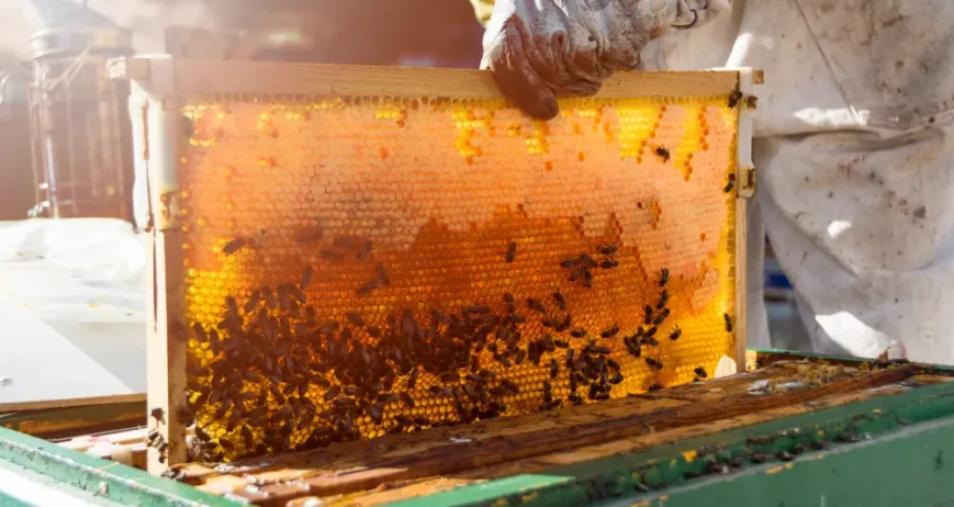 Organic farms avoid toxic inputs, improve soil health, grow clean, sustainable food that supports nature.