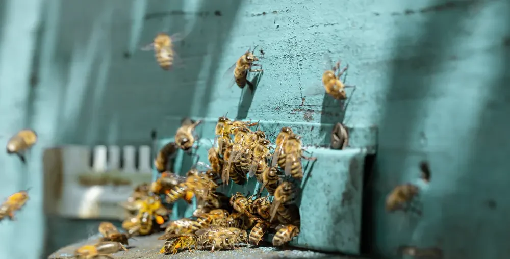 Organic farms avoid toxic inputs, improve soil health, grow clean, sustainable food that supports nature.