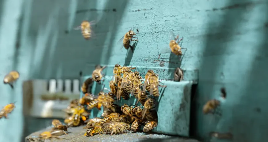 Organic farms avoid toxic inputs, improve soil health, grow clean, sustainable food that supports nature.