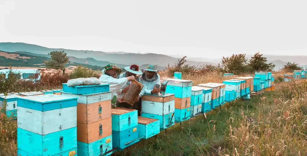 Organic farms avoid toxic inputs, improve soil health, grow clean, sustainable food that supports nature.