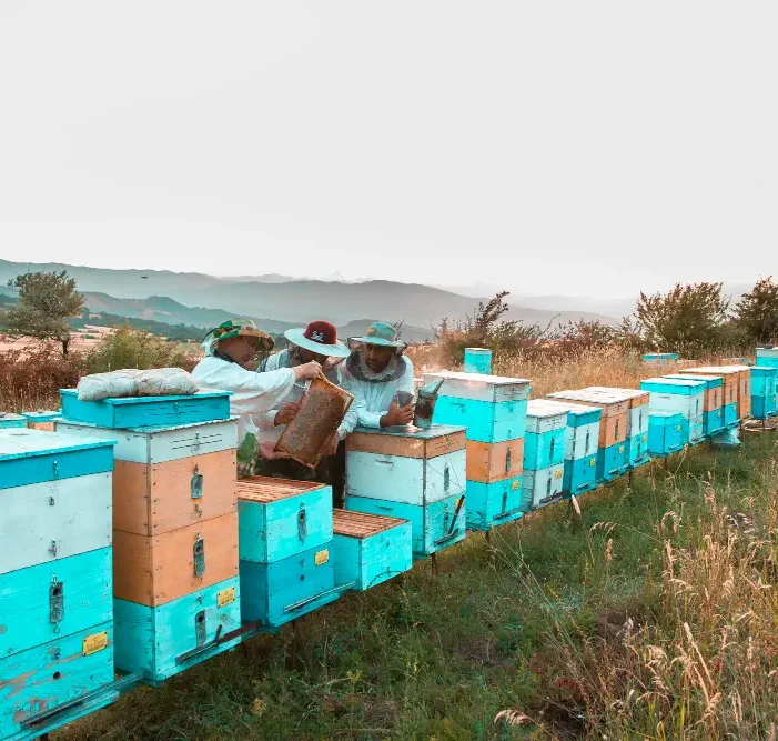 Organic farms avoid toxic inputs, improve soil health, grow clean, sustainable food that supports nature.