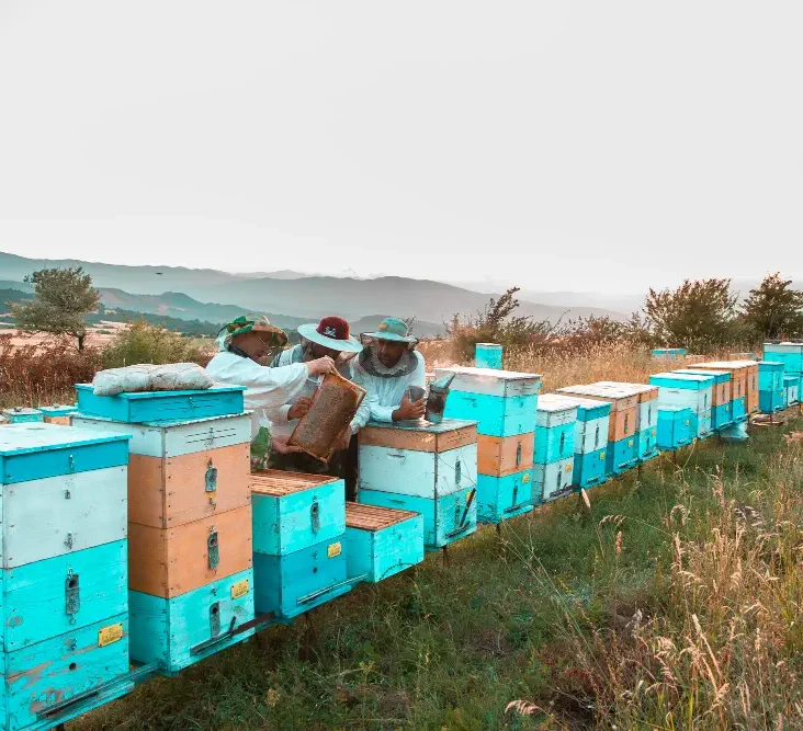 Organic farms avoid toxic inputs, improve soil health, grow clean, sustainable food that supports nature.