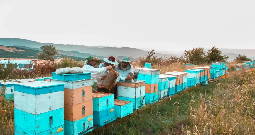 Organic farms avoid toxic inputs, improve soil health, grow clean, sustainable food that supports nature.