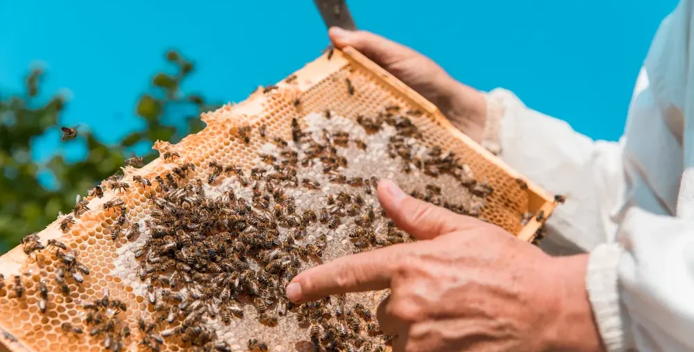 Organic farms avoid toxic inputs, improve soil health, grow clean, sustainable food that supports nature.