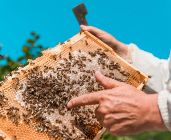 Honey looks simple sitting inside a glass jar. But behind every spoonful is a fascinating journey involving hardworking bees, trained beekeepers, careful extraction, and quality testing.