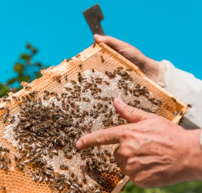 Organic farms avoid toxic inputs, improve soil health, grow clean, sustainable food that supports nature.