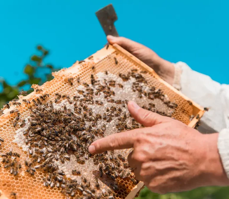 Honey looks simple sitting inside a glass jar. But behind every spoonful is a fascinating journey involving hardworking bees, trained beekeepers, careful extraction, and quality testing.