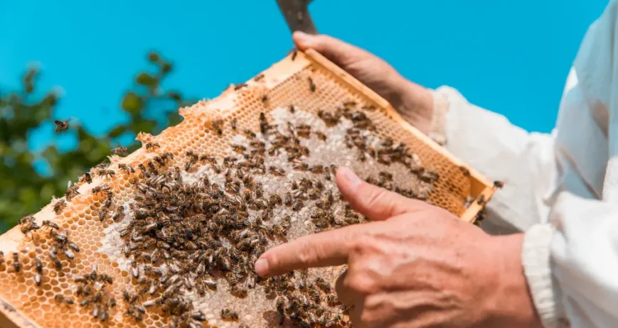 Organic farms avoid toxic inputs, improve soil health, grow clean, sustainable food that supports nature.