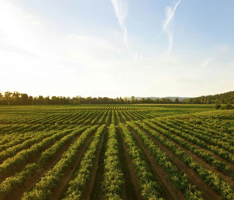 A beginner’s guide to starting beekeeping with proper hive setup and basic care techniques.