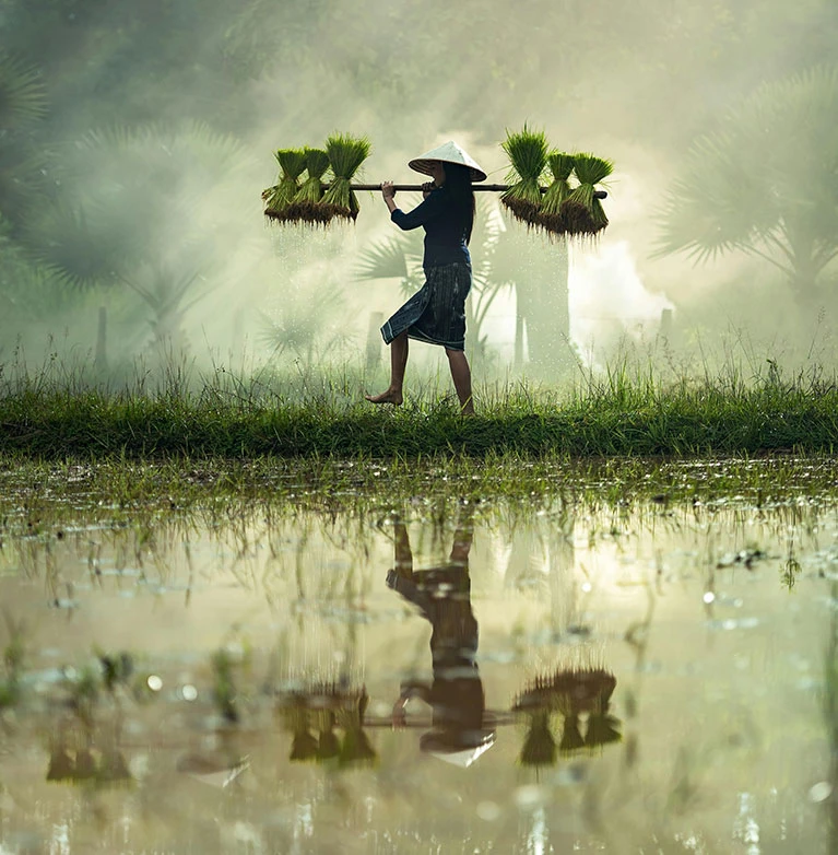 A beginner’s guide to starting beekeeping with proper hive setup and basic care techniques.